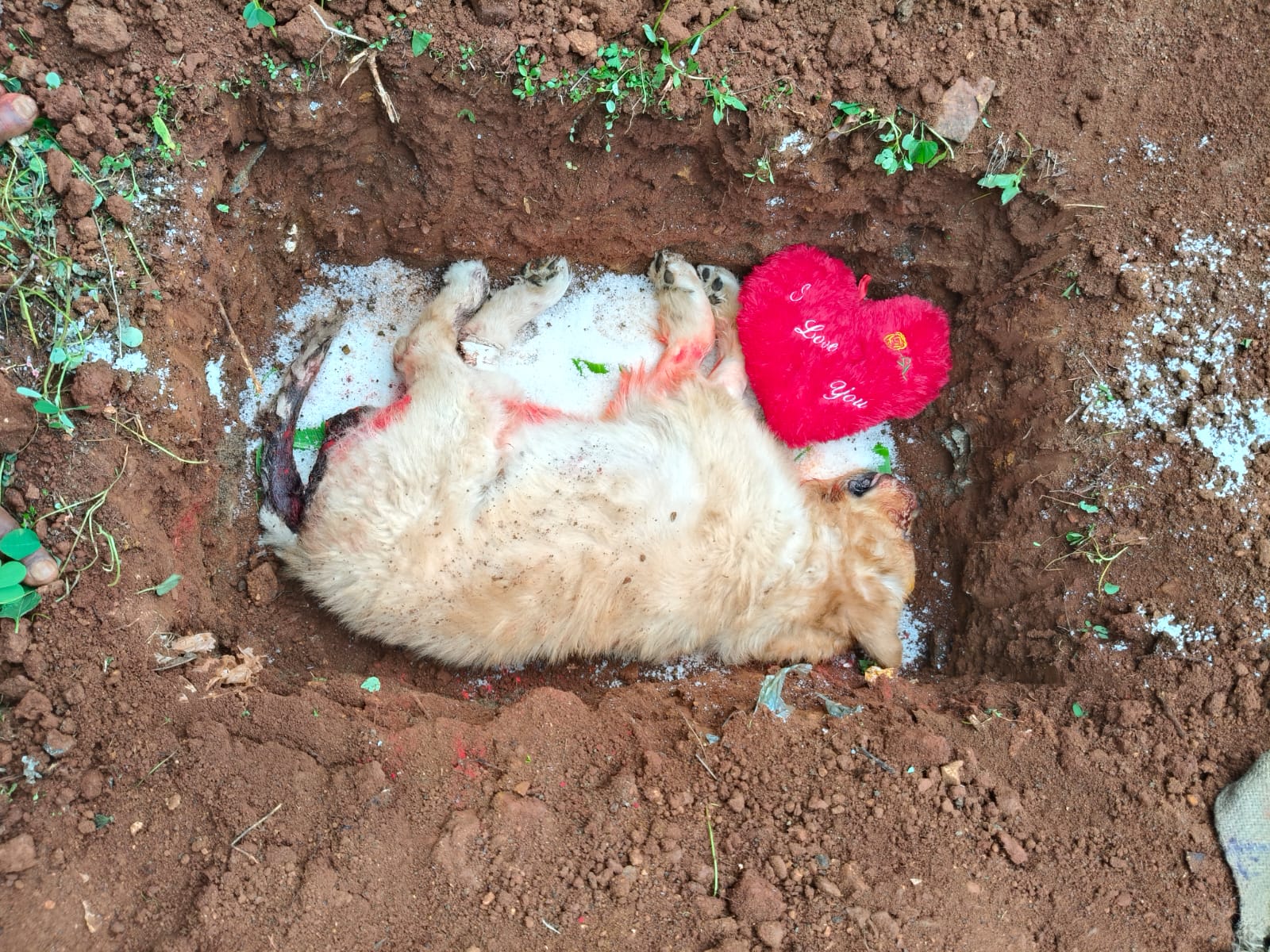 Cat memorial service