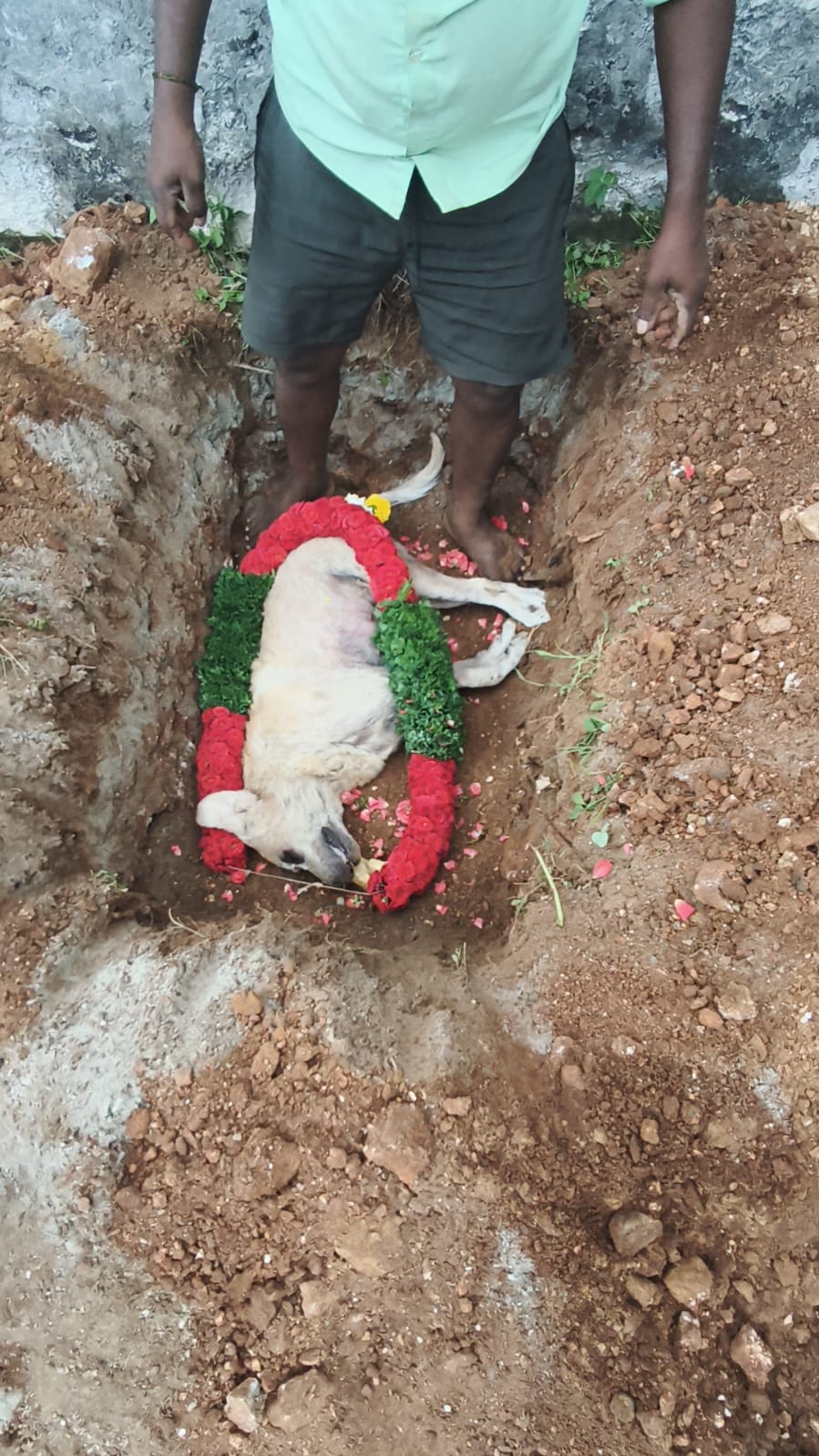 Pet farewell Bangalore