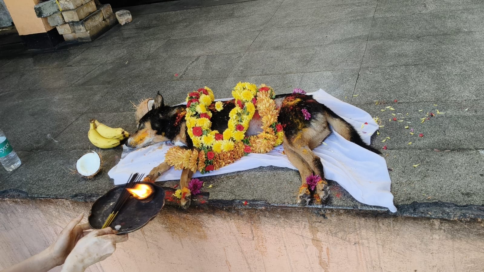 Pet farewell Bangalore